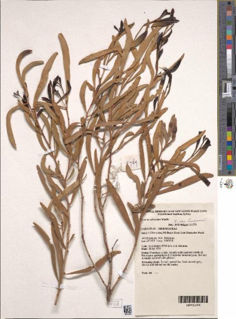 Acacia atkinsiana photo 3