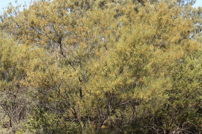 Acacia atopa photo 5