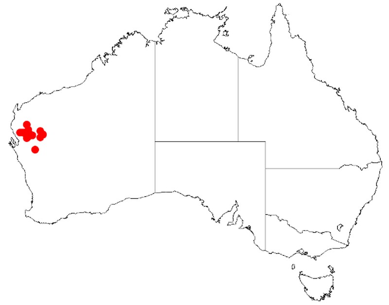Acacia atopa