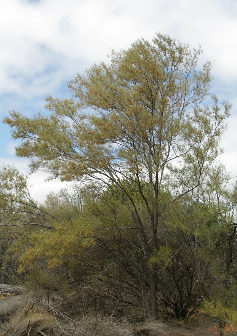 Acacia atopa photo 2