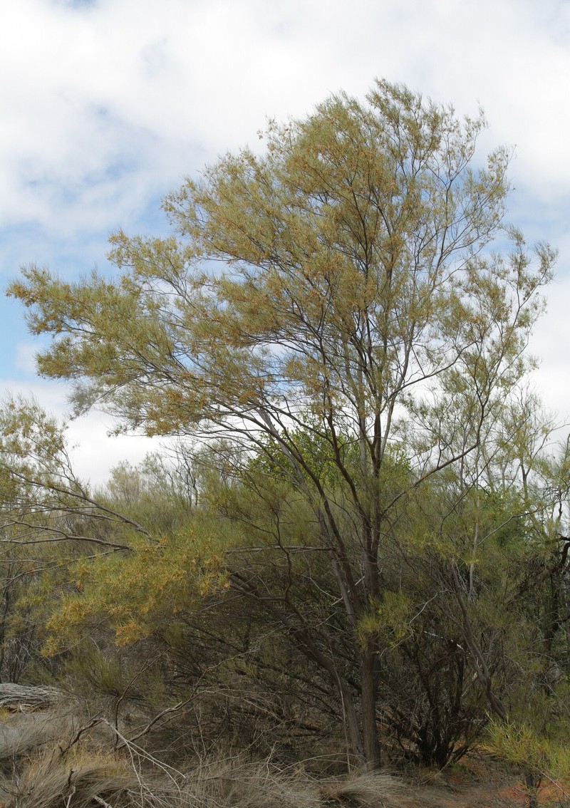Acacia atopa photo 3