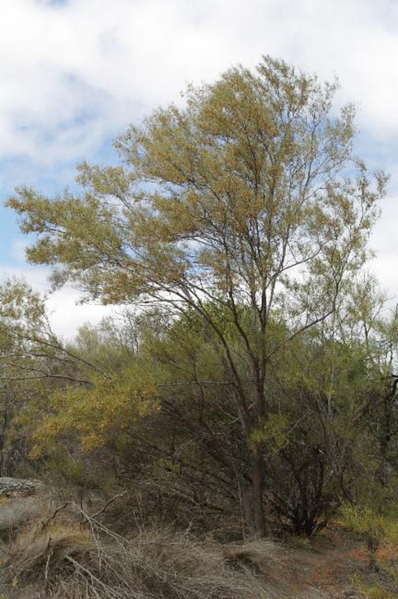 Acacia atopa photo 4