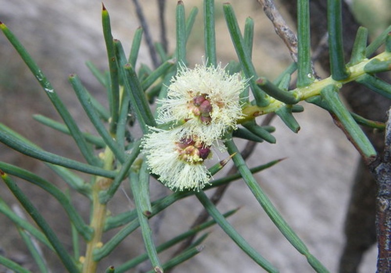 Acacia atrox