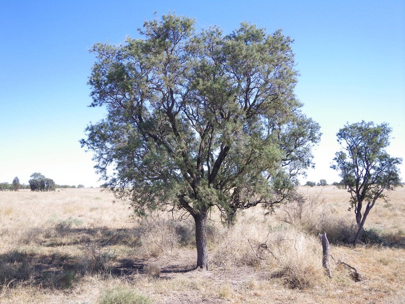 Acacia atrox photo 2
