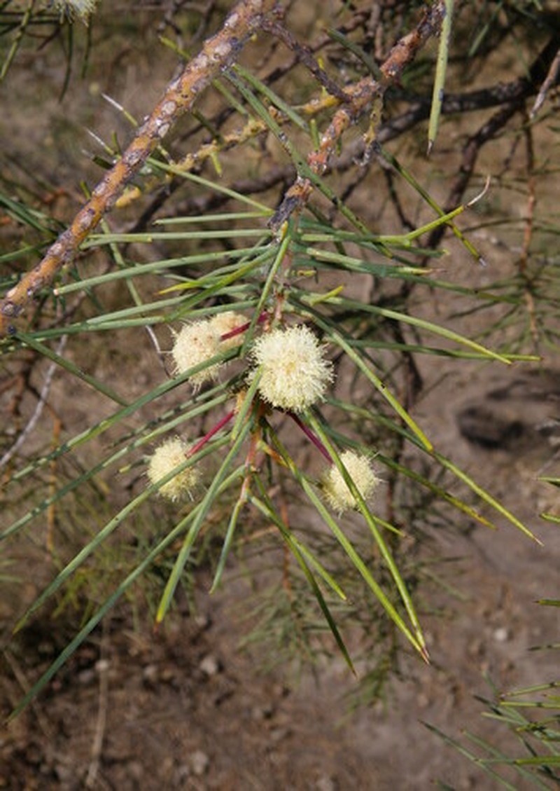 Acacia atrox photo 3