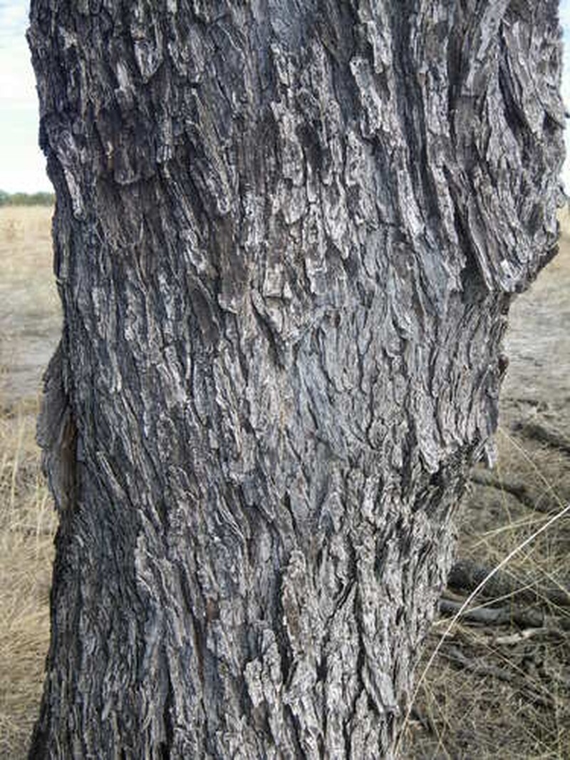 Acacia atrox photo 5