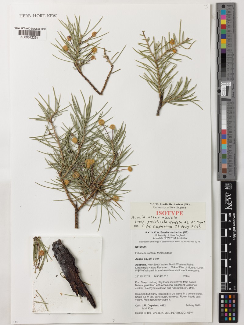 Acacia atrox photo 6