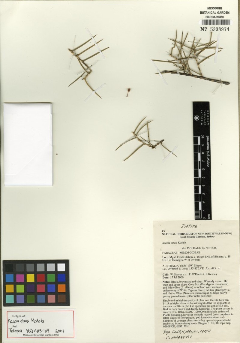 Acacia atrox photo 7