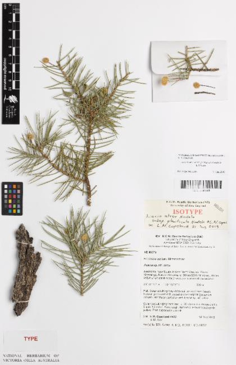 Acacia atrox photo 8