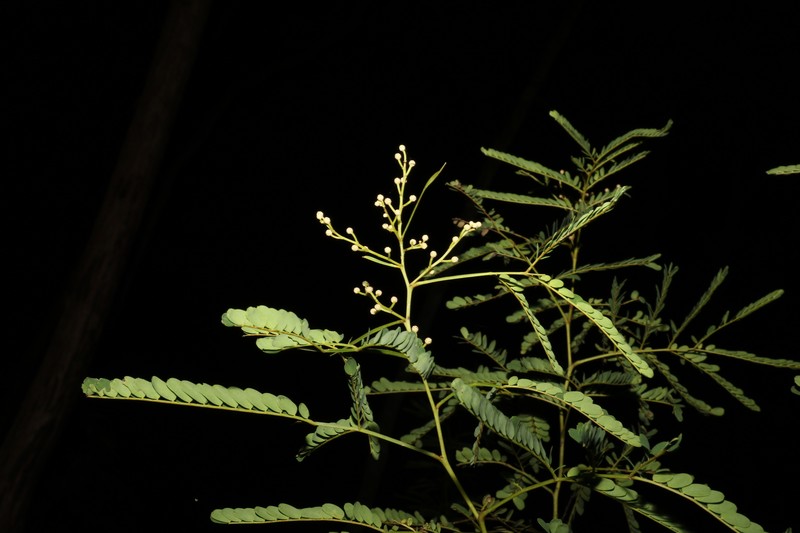 Acacia attenuata