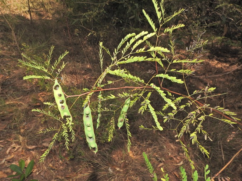 Acacia attenuata photo 2