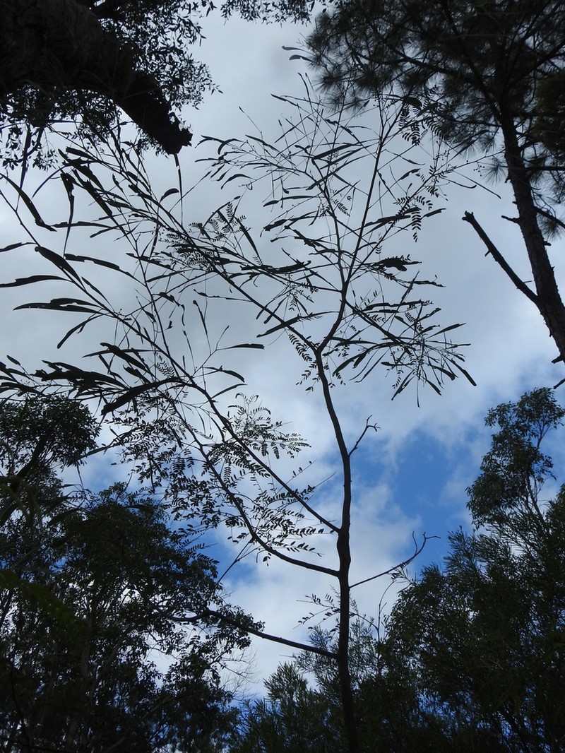 Acacia attenuata photo 3