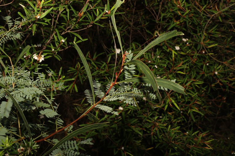 Acacia attenuata photo 7