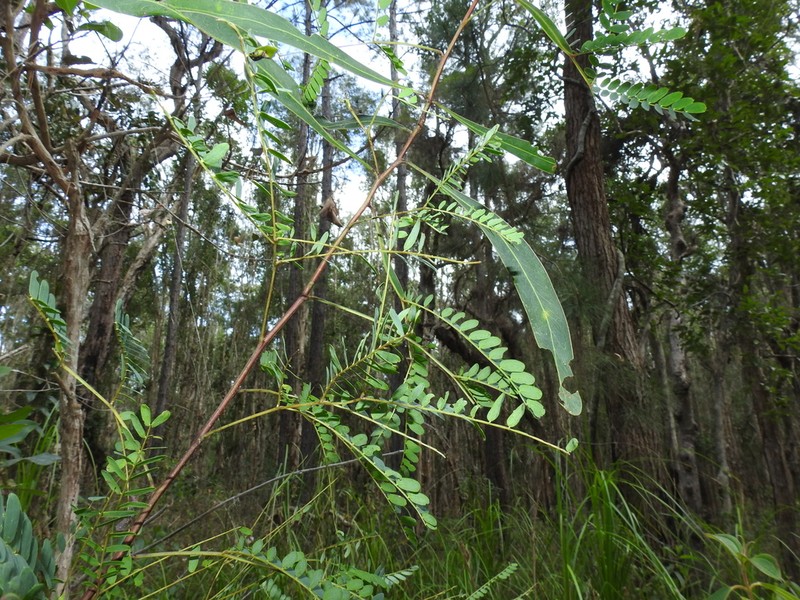 Acacia attenuata photo 8