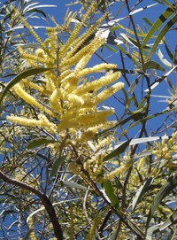 Acacia aulacocarpa