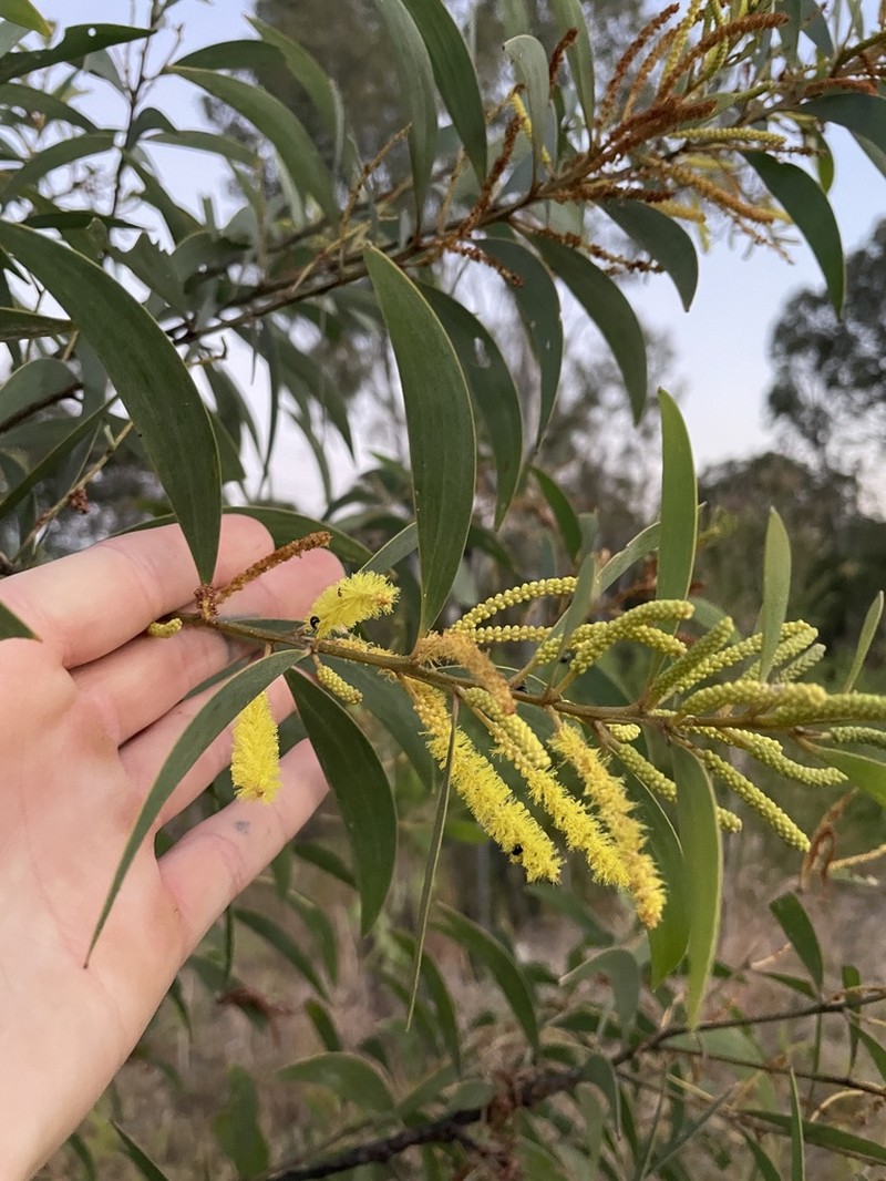Acacia aulacocarpa photo 2