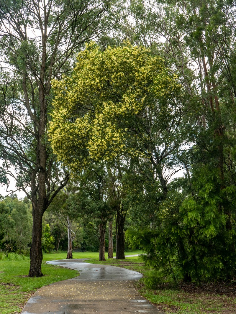 Acacia aulacocarpa photo 3
