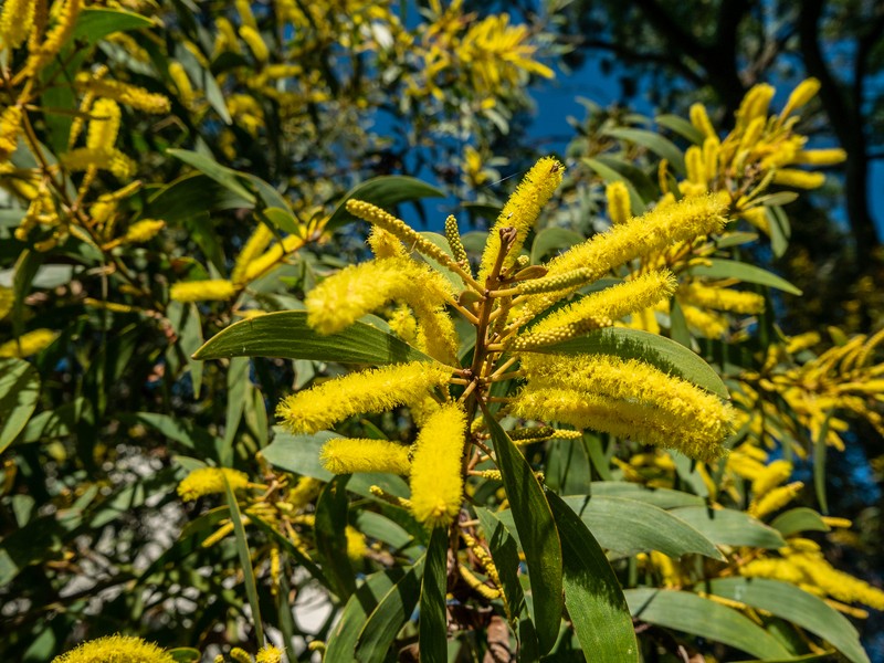 Acacia aulacocarpa photo 4