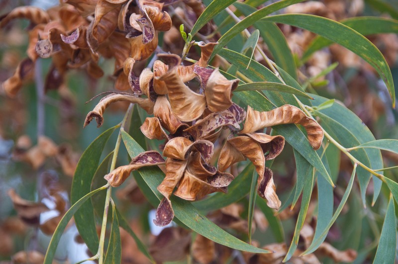 Acacia aulacocarpa photo 5