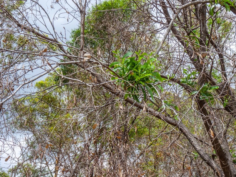 Acacia aulacocarpa photo 6