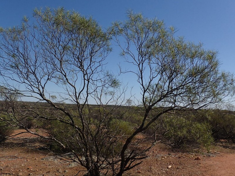 Acacia aulacophylla photo 3