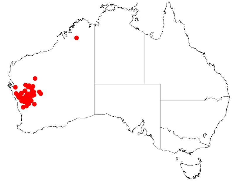 Acacia aulacophylla
