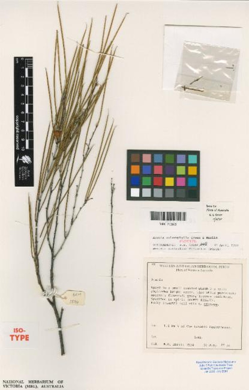 Acacia aulacophylla photo 2