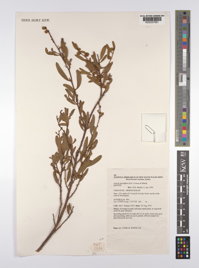 Acacia auratiflora photo 2