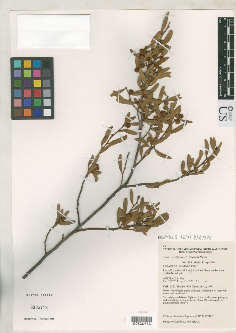 Acacia auratiflora photo 3