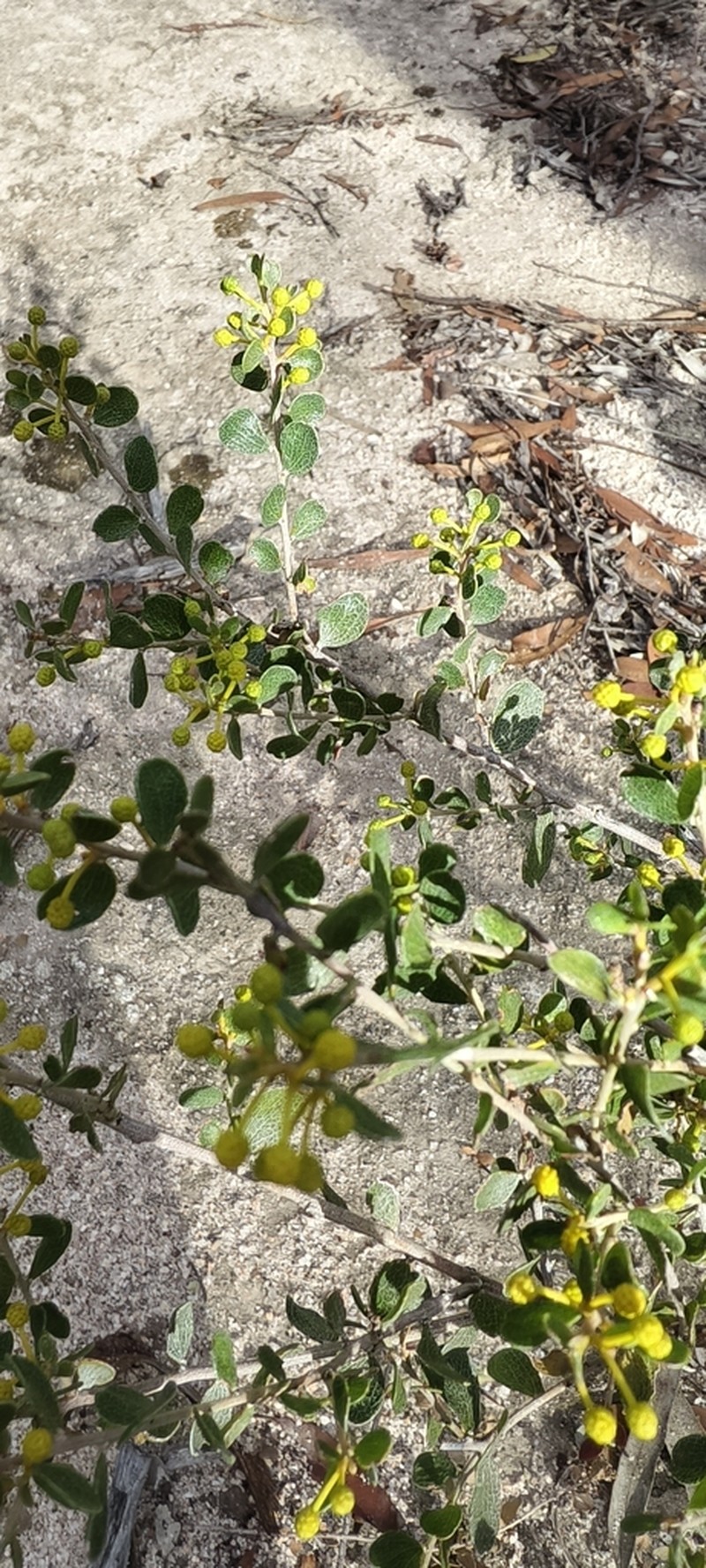 Acacia aurea