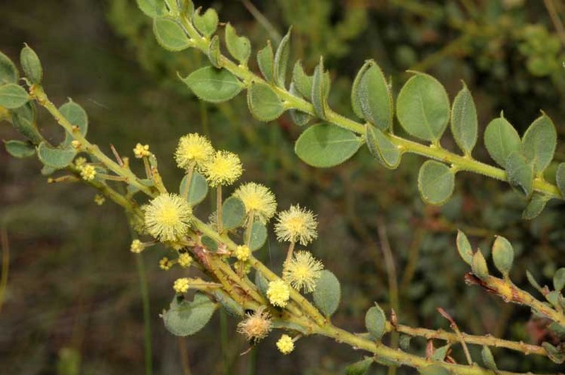 Acacia aureocrinita