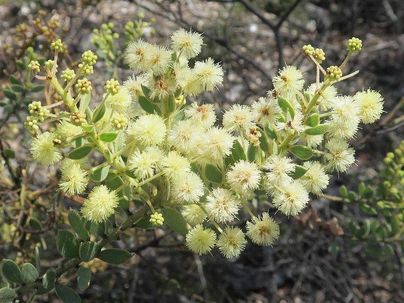 Acacia aureocrinita photo 2