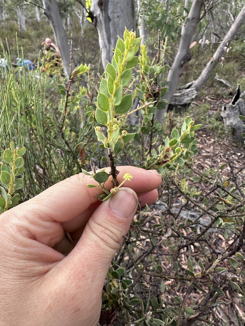 Acacia aureocrinita photo 3