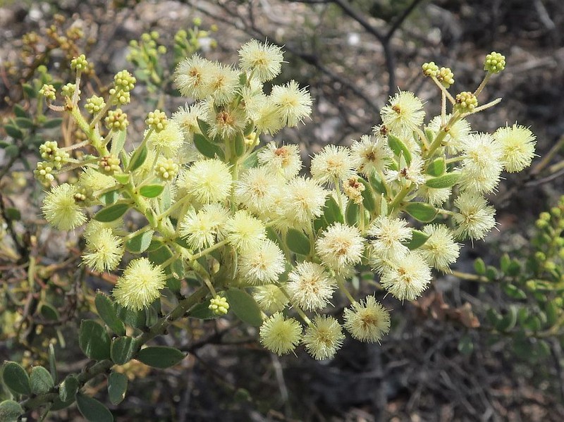 Acacia aureocrinita photo 4