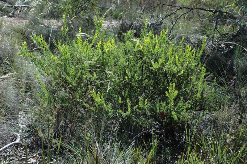 Acacia aureocrinita photo 5