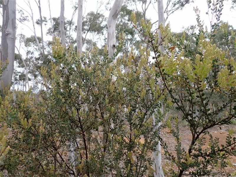 Acacia aureocrinita photo 7