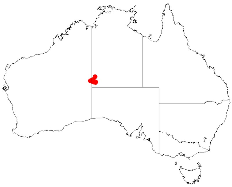 Acacia auricoma