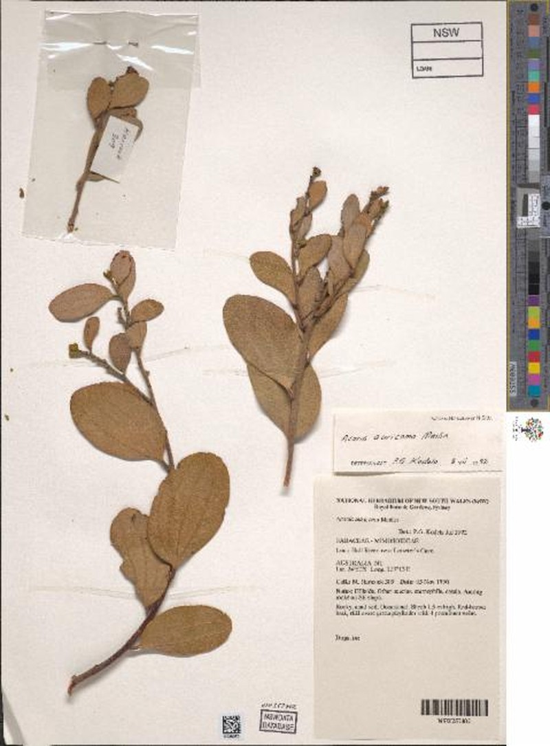 Acacia auricoma photo 2
