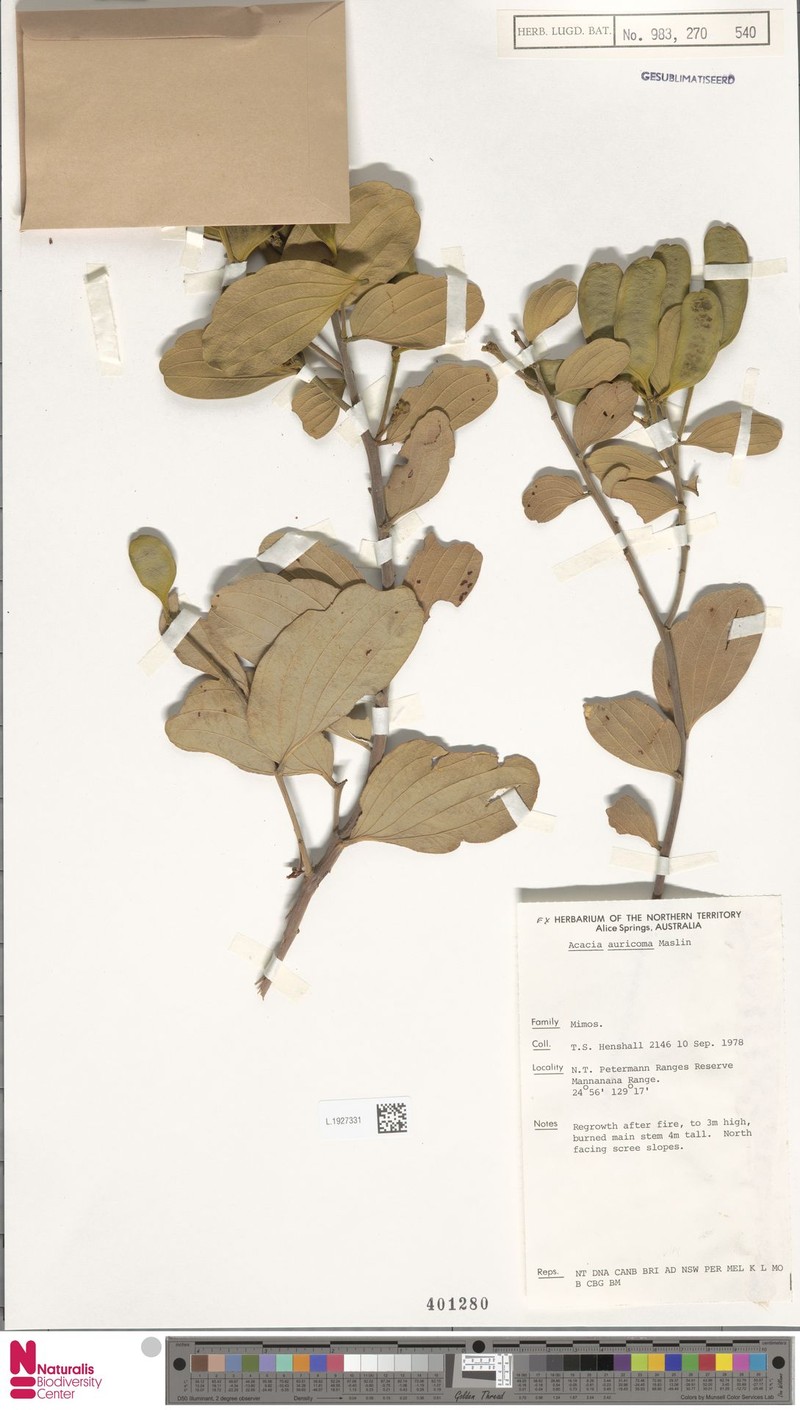 Acacia auricoma photo 3