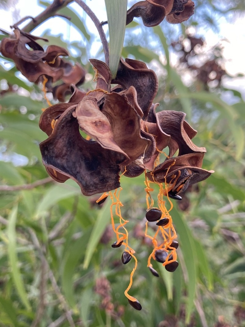 Earleaf Acacia photo 4