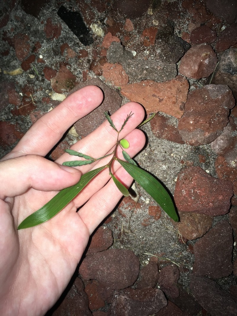Earleaf Acacia photo 6