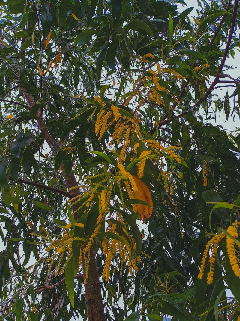 Earleaf Acacia photo 7