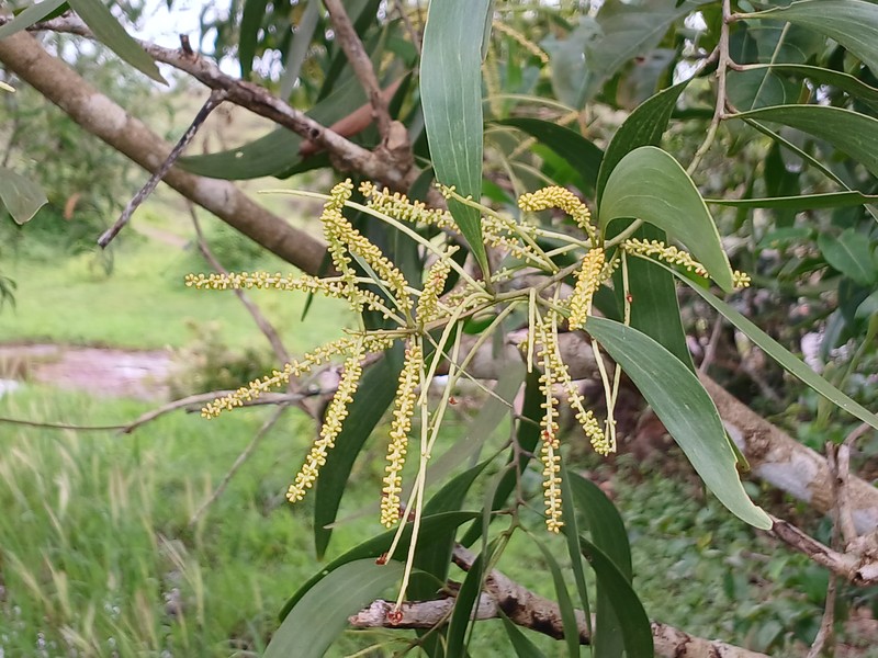Earleaf Acacia photo 2