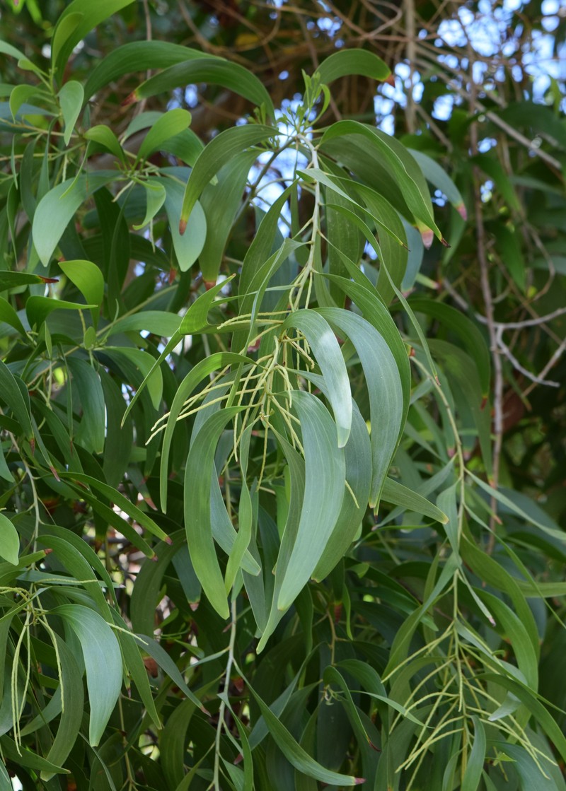 Earleaf Acacia photo 4