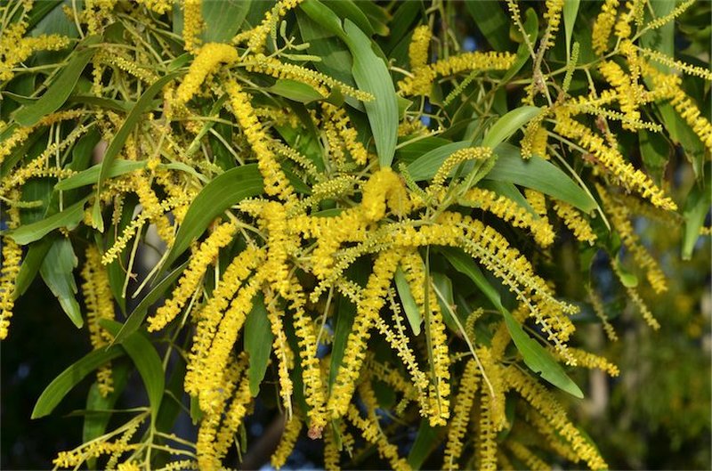 Earleaf Acacia