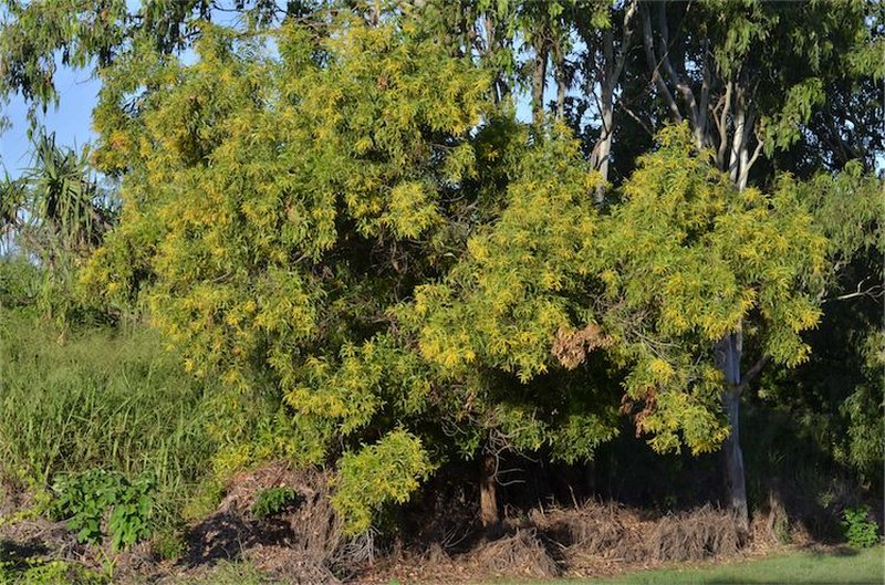 Earleaf Acacia photo 6