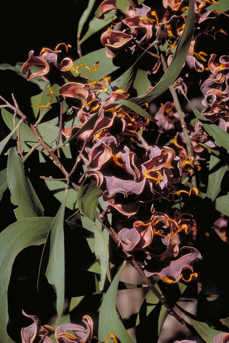 Earleaf Acacia photo 7