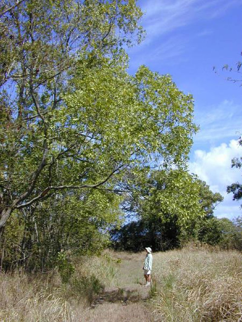 Earleaf Acacia photo 8