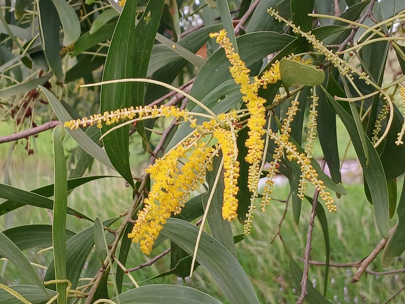 Earleaf Acacia photo 5