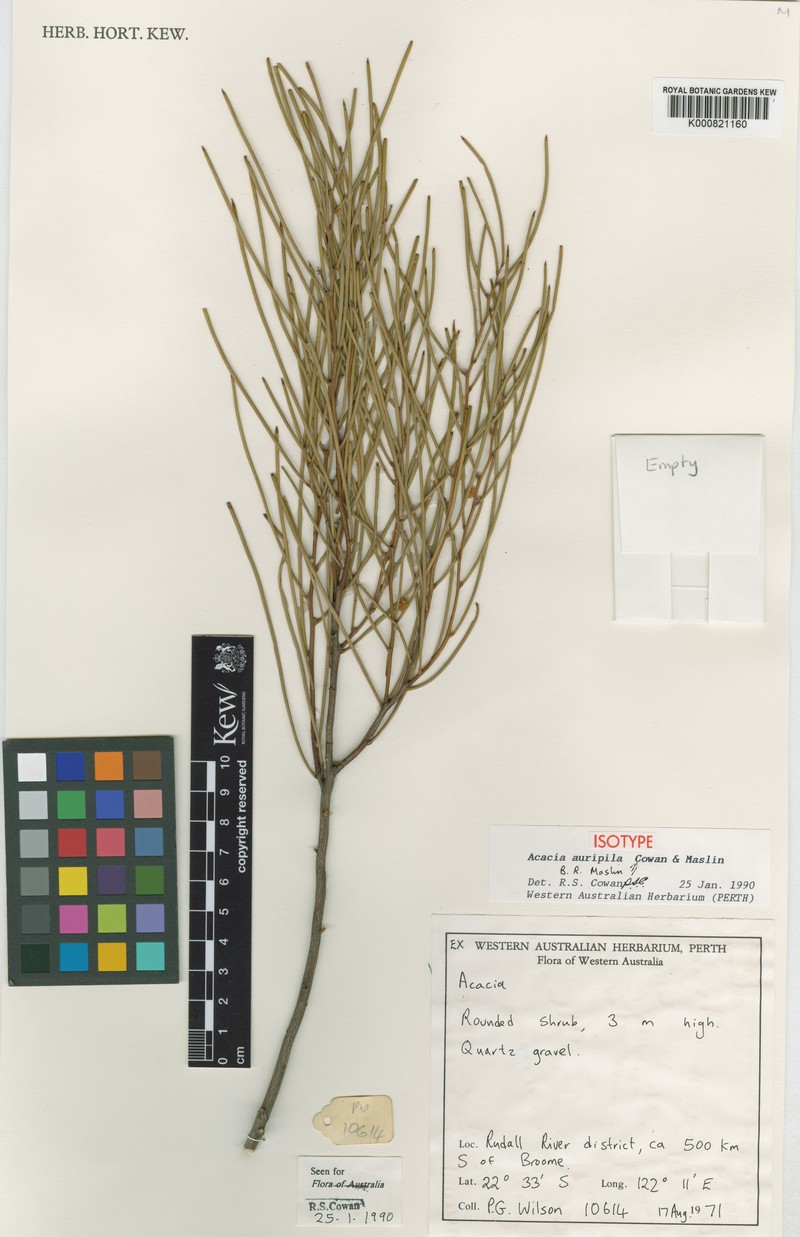 Acacia auripila
